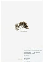 藏品(柵狀軟骨凹頂藻)的圖片